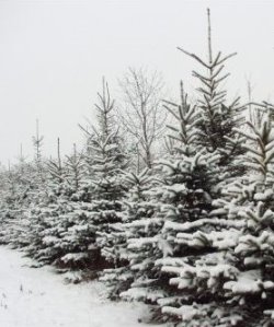 wintertannen